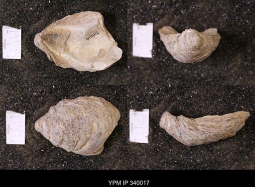 Ostrea glabra wyomingensis
