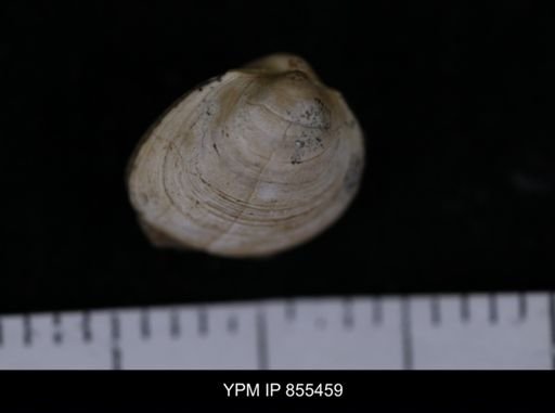 Limopsis striatopunctatus