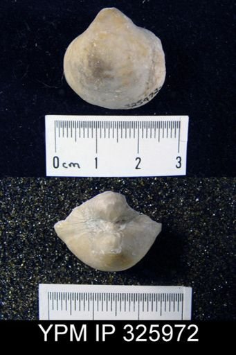 Martiniopsis orientalis?