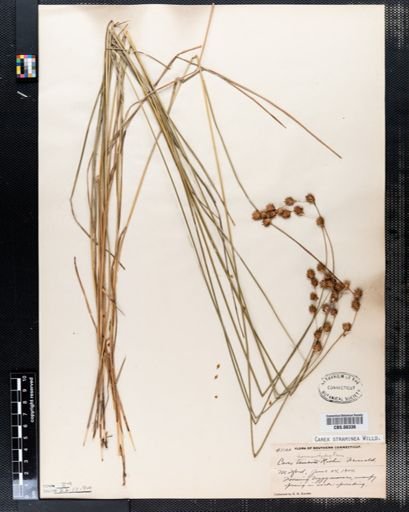 Carex straminea