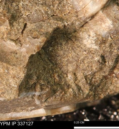 undet. Mollusca