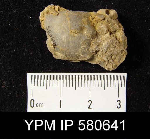 undet. Strophomenida
