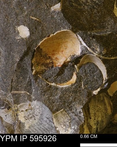 Protocardia sp.