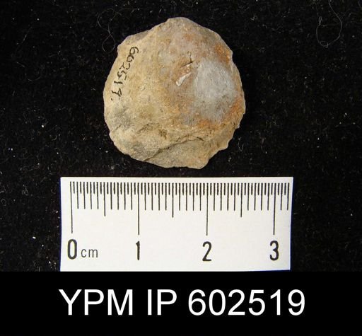 Schizophoria sp.