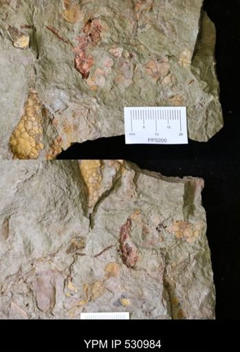 undet. Eocrinoidea