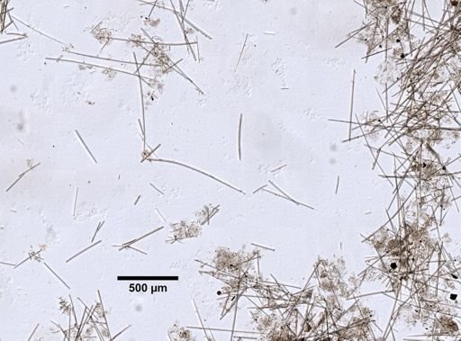 Ulosa hispida