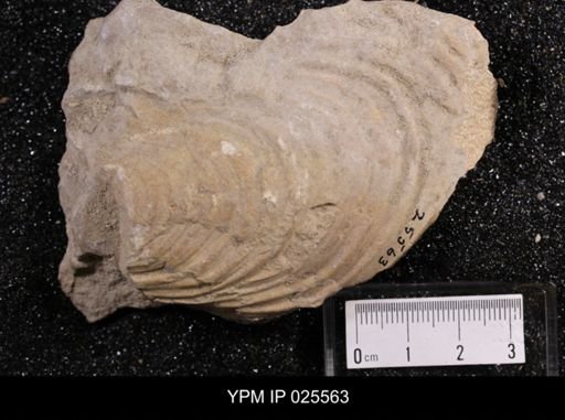 Inoceramus sp.