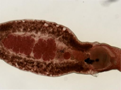Psilochasmus oxyurus