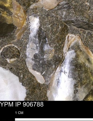 Pseudoptera sp.