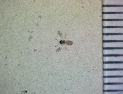 undet. Hymenoptera