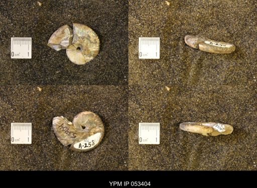 Discoscaphites conradi