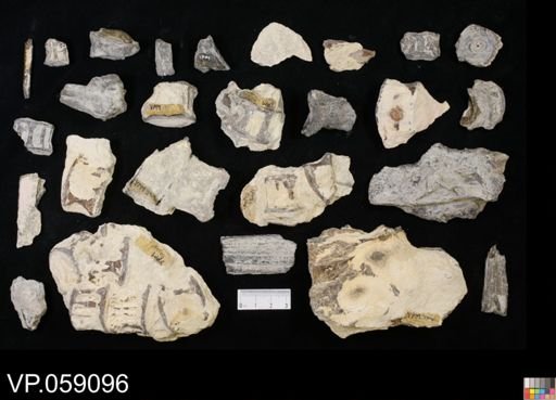 undet. Actinopterygii