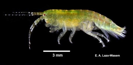 Ampithoe valida