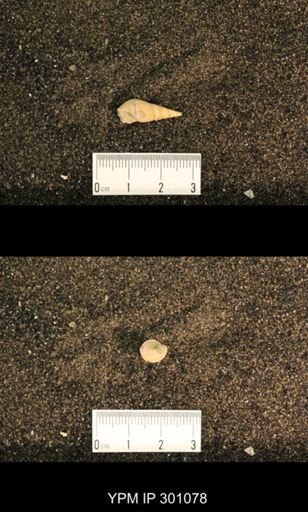 Meekospira sp.