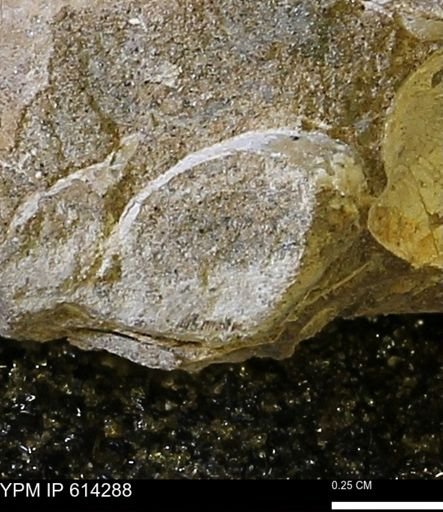 Limopsis striatopunctatus