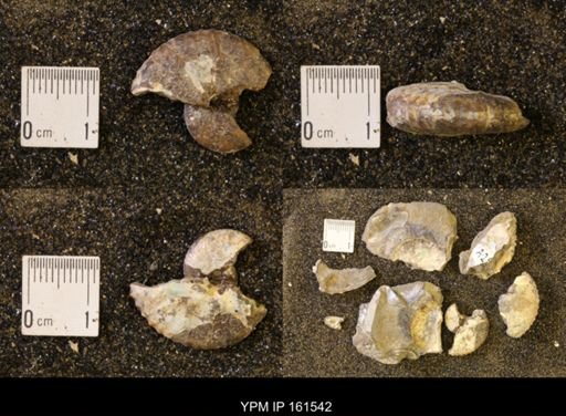 Discoscaphites conradi