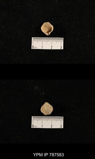 undet. Brachiopoda
