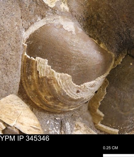 Limopsis striatopunctatus