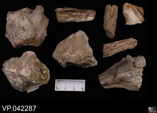 undet. Actinopterygii
