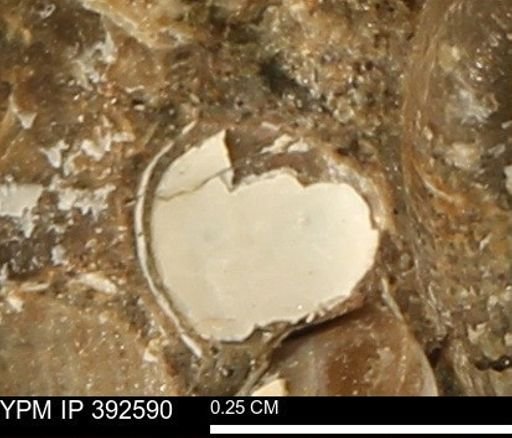 Protocardia subquadrata