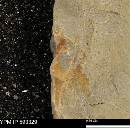undet. Bivalvia