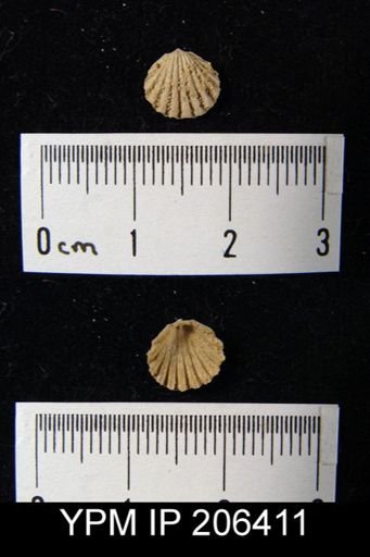 Meekella sp.