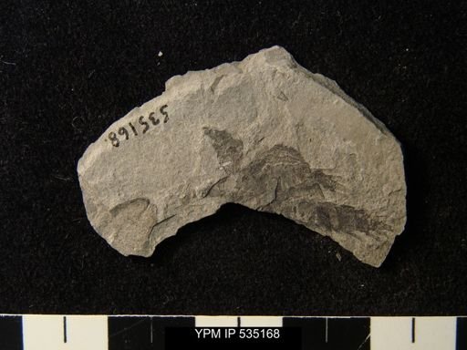 undet. Eurypterida