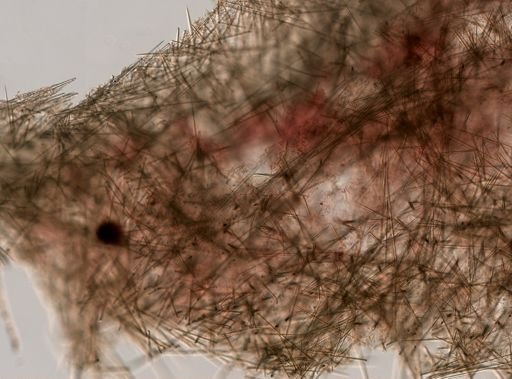 Halichondrida