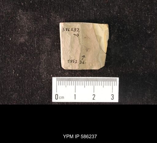 undet. Hymenoptera