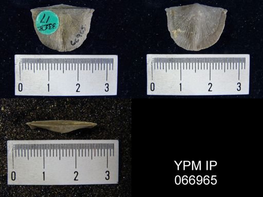 Strophonella reversa hybrida