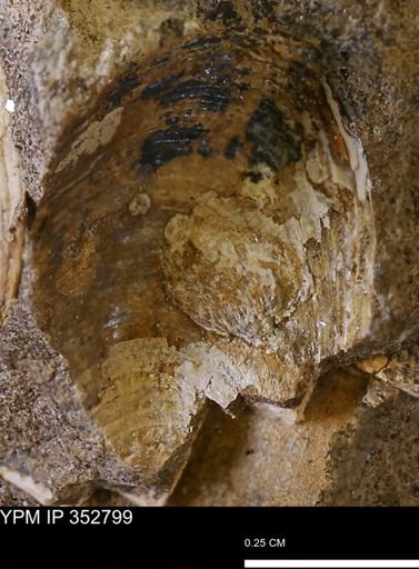 undet. Bivalvia