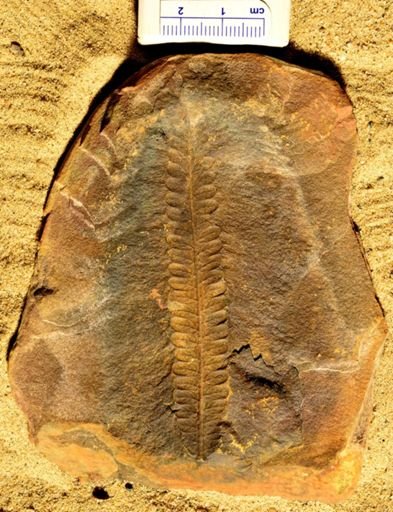 Pecopteris