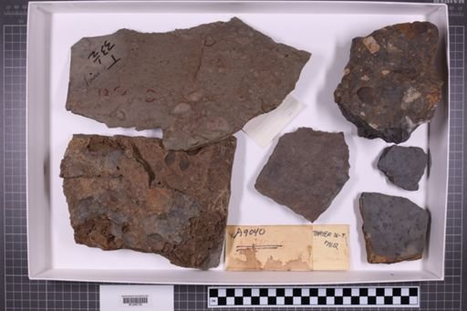 mixed taxa, stratigraphic collection