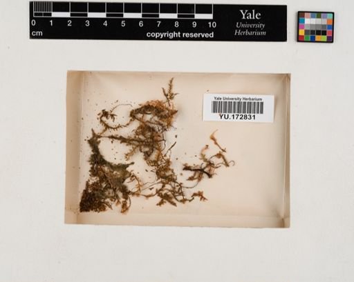 Plantae