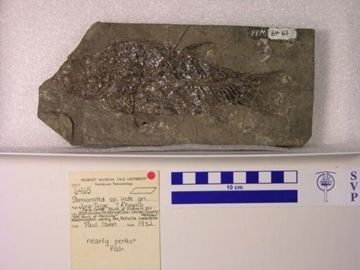 Semionotidae
