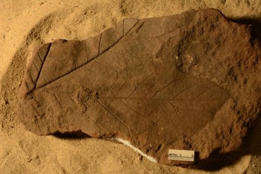 Angiospermopsida