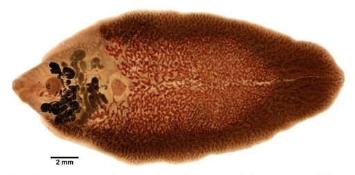 Fasciola hepatica
