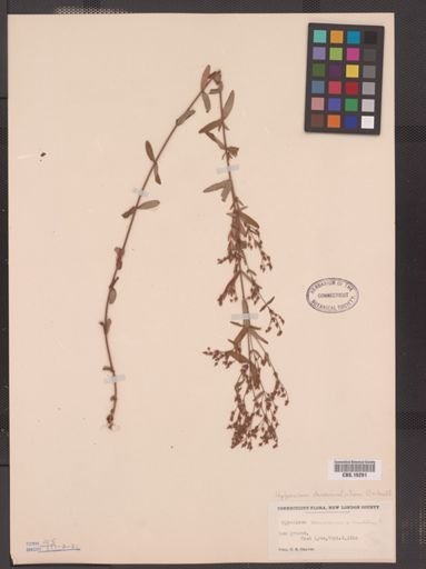 Hypericum dissimulatum