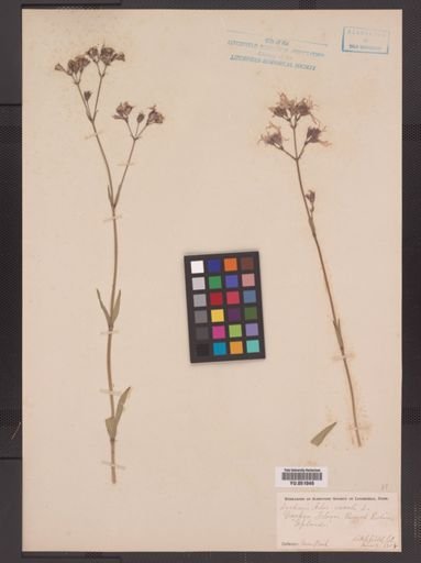 Lychnis flos-cuculi