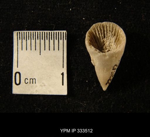 Zaphrentis cf. conulus