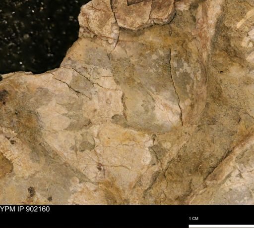 undet. Mollusca