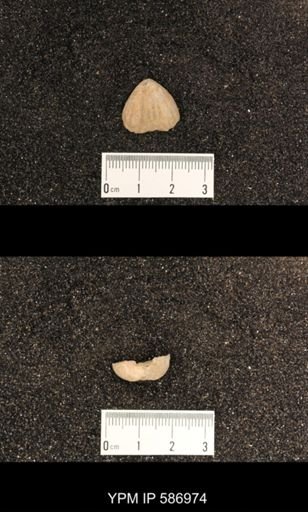 Rhynchotrema capax