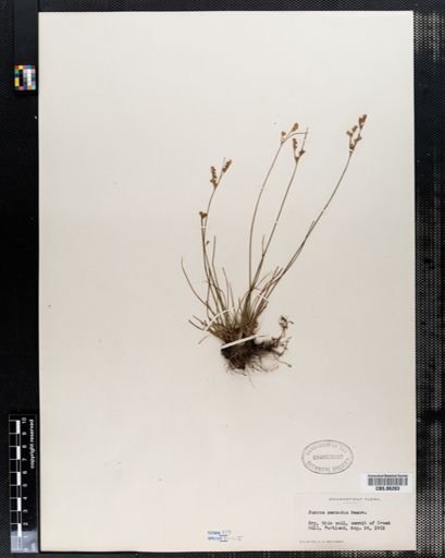 Juncus secundus