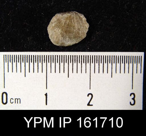 Plectambonites glabra