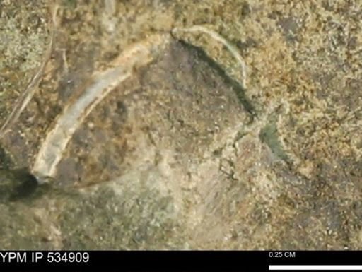undet. Bivalvia