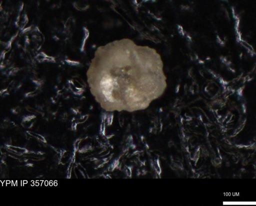 undet. Foraminiferida