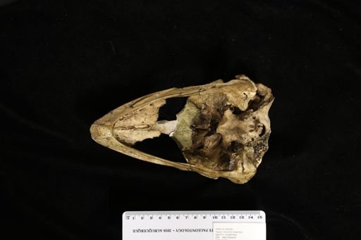 Dinornis maximus