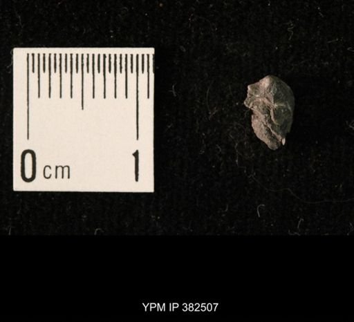 Ambocoelia planoconvexa