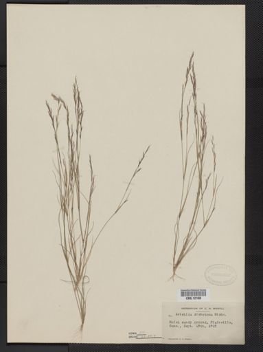 Aristida dichotoma