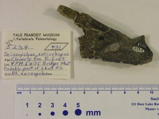 Deinonychus antirrhopus